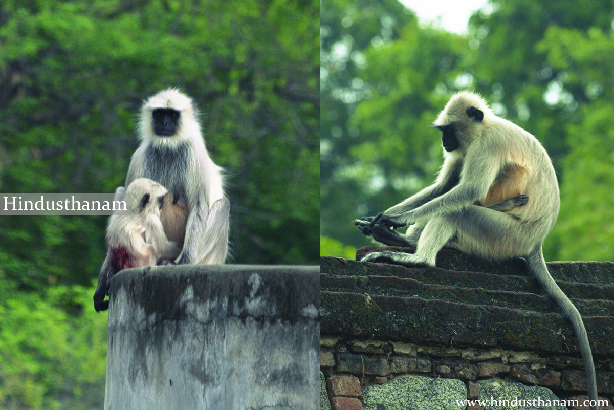 Monkeys in Ranakpur