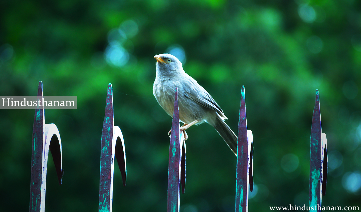 A bird in Ranakpur