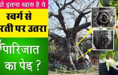 parijat-tree-barabanki