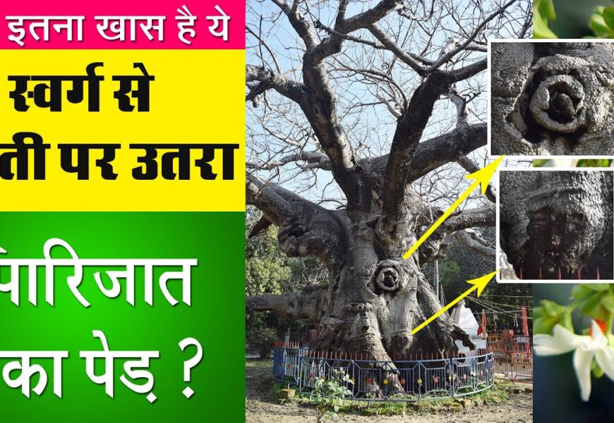 रहस्यमयी पारिजात का पेड़ और कुंतेश्वर महादेव मंदिर |Parijat Tree |Kunteshwar Temple Kintoor