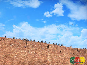 monkeys-mandore-gardens-jodhpur