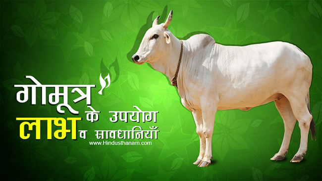 गोमूत्र के विभिन्न रोगों में उपयोग, लाभ व सावधानियाँ Cow Urine (Gomutra) Benefits and Side Effects in Hindi