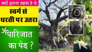 parijat-tree-barabanki
